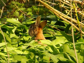 Vroege Vogelbos